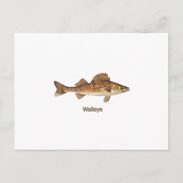 Walleye Art Postkarte (Vorderseite)