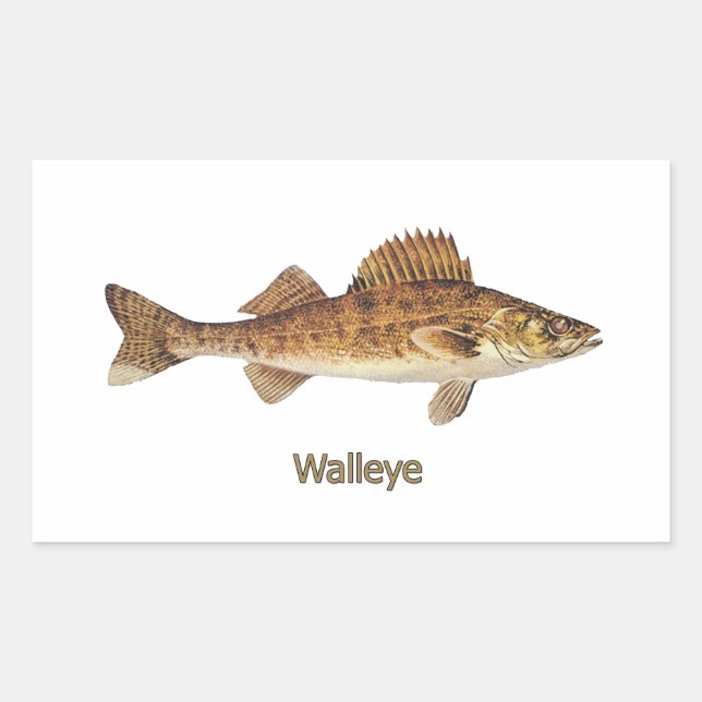 Walleye (große Seen) Rechteckiger Aufkleber (Vorderseite)