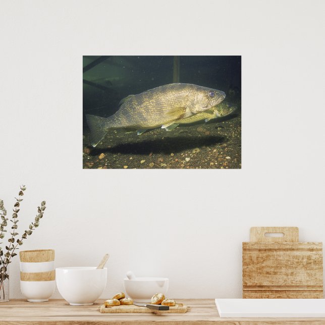 Walleye im Tank-Foto Poster (Küche)