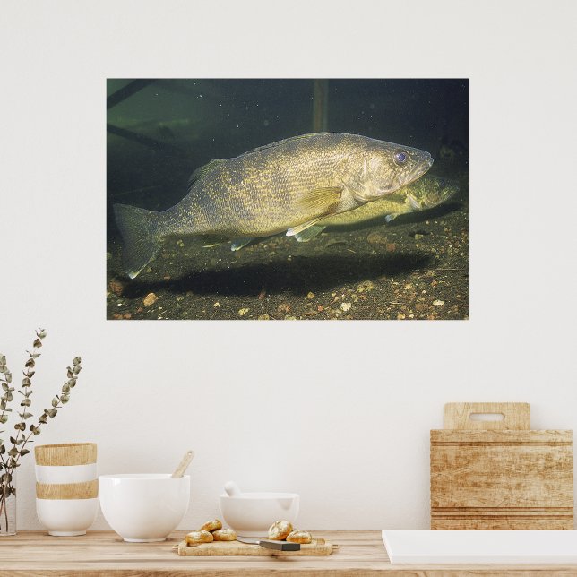 Walleye im Tank-Foto Poster (Küche)