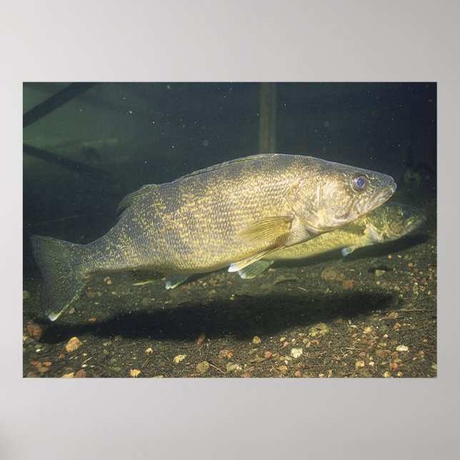 Walleye in Tank Print Poster (Vorne)