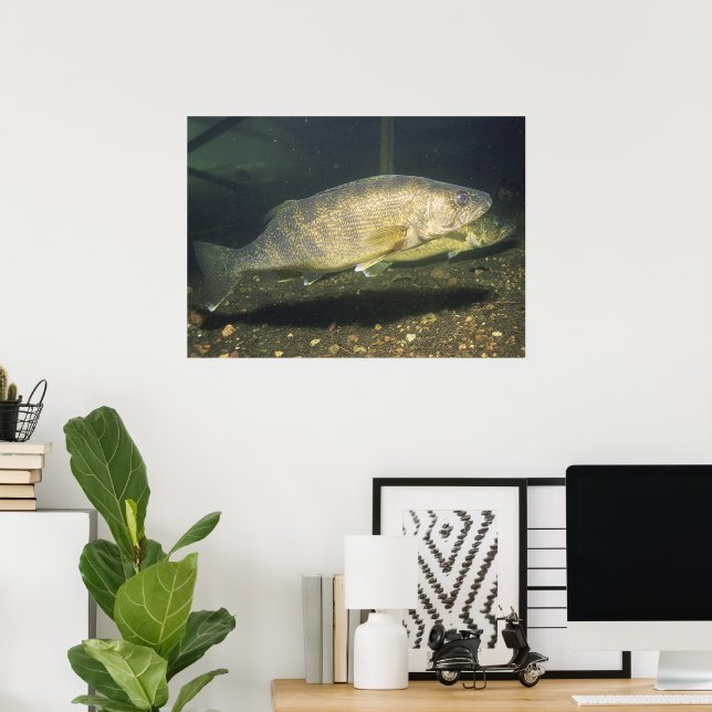 Walleye in Tank Print Poster (Heimbüro)