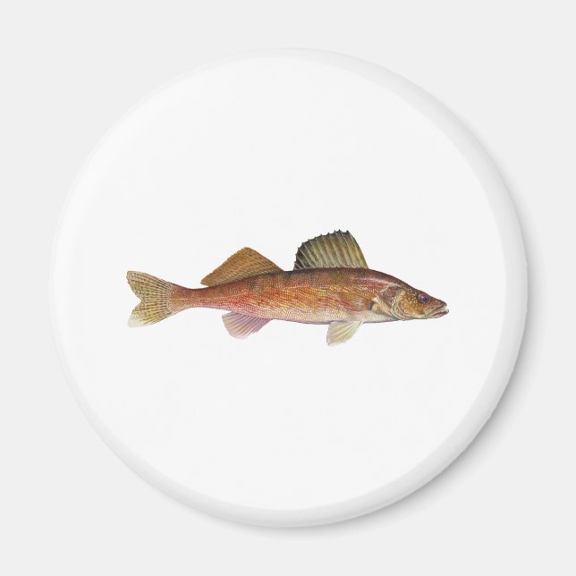 Walleye Magnet (Vorne)