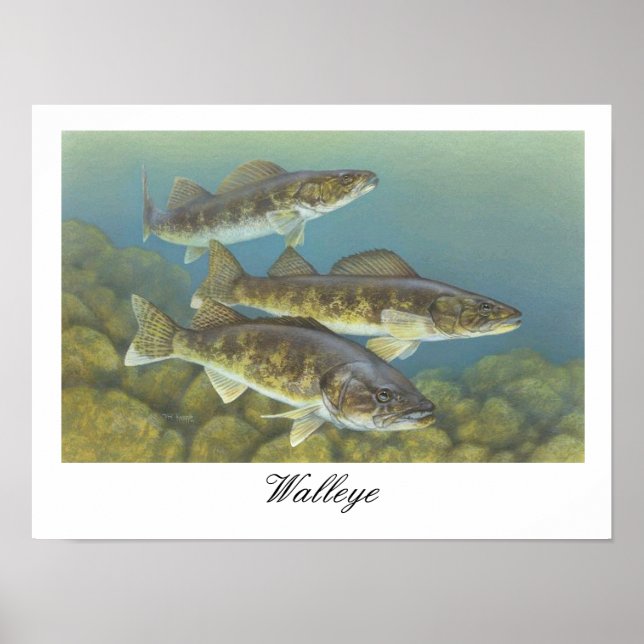 Walleye-Malereiplakat Poster (Vorne)