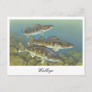 Walleye Painting Postcard Postkarte
