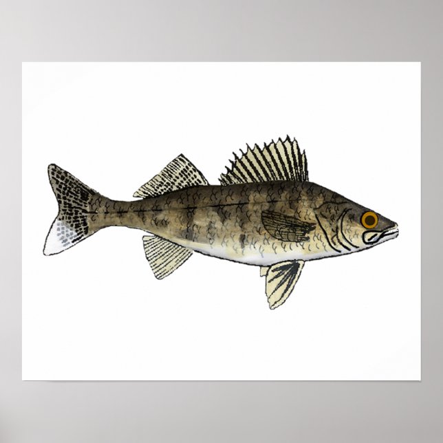 Walleye Poster (Vorne)