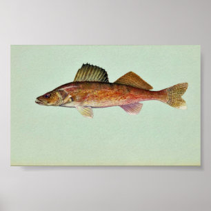 Walleye Poster
