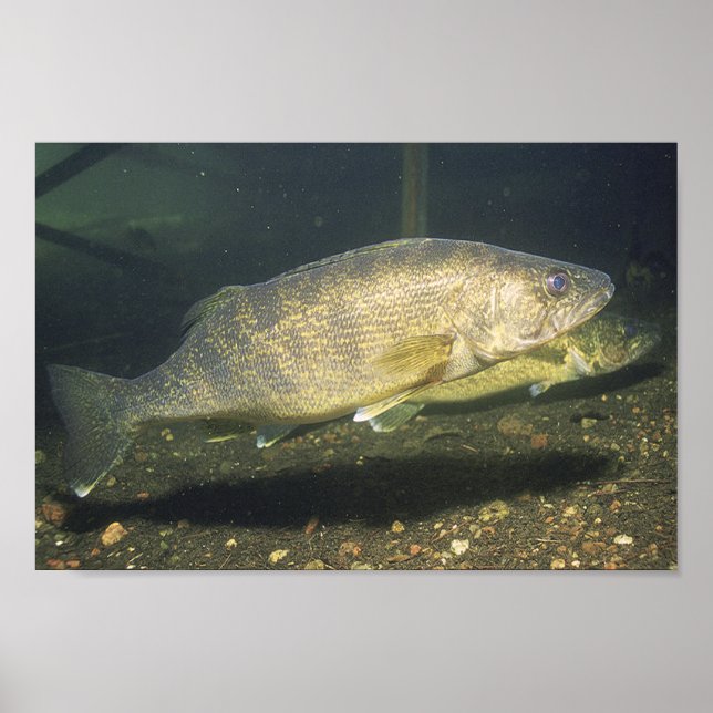 Walleye schwimmende Fische in Tank Small Poster (Vorne)