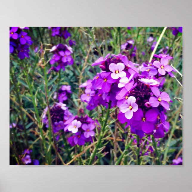 Wallflower Bowles Mauve #1 Poster (Vorne)