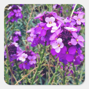 Wallflower Bowles Mauve #1 Stickers