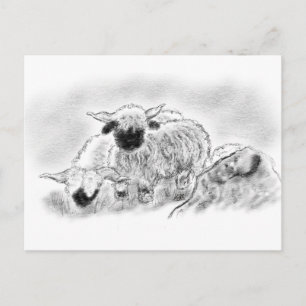 Wallis Blwlese Sheep Illustration Postkarte