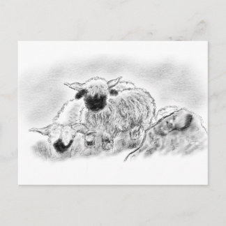 Wallis Blwlese Sheep Illustration Postkarte