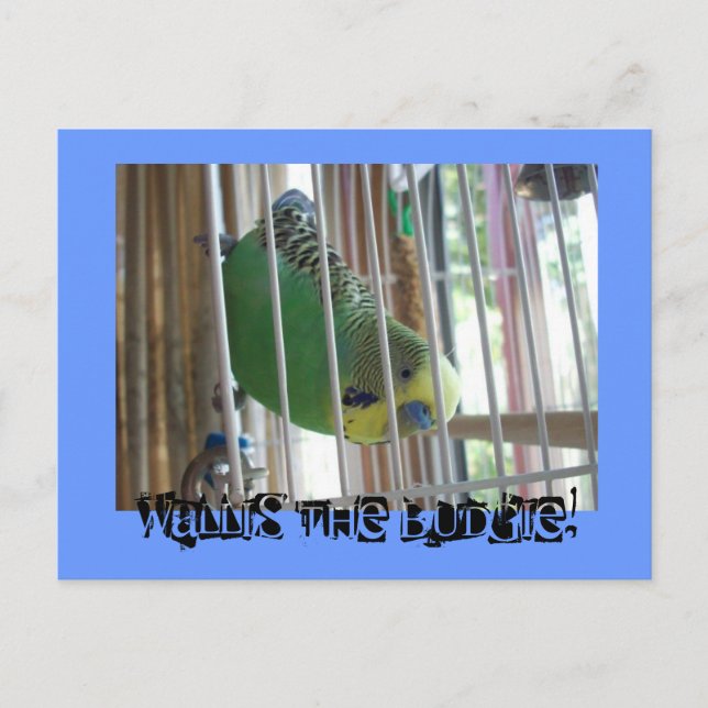 Wallis der Budgie! Postkarte (Vorderseite)