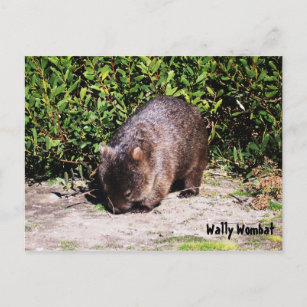 Wally Wombat Postcard Postkarte