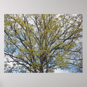 Walnuss-Baum-Plakat Poster