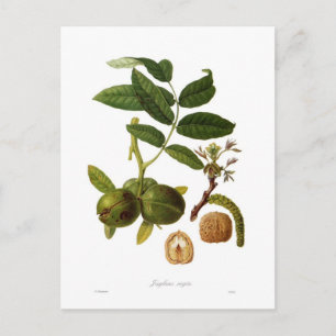 Walnuss Postkarte