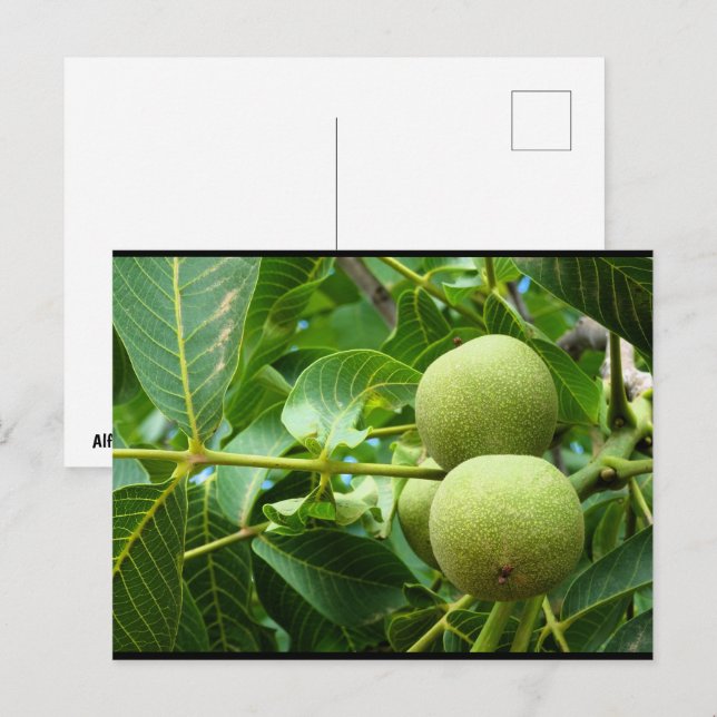 Walnüsse im grünen Laub Postkarte (Vorne/Hinten)