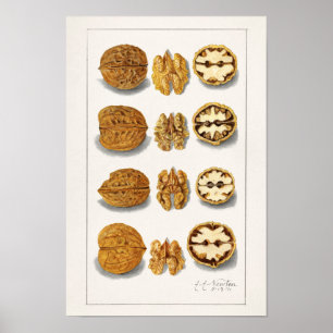 Walnüsse (Juglans) Fruchtfarben Poster