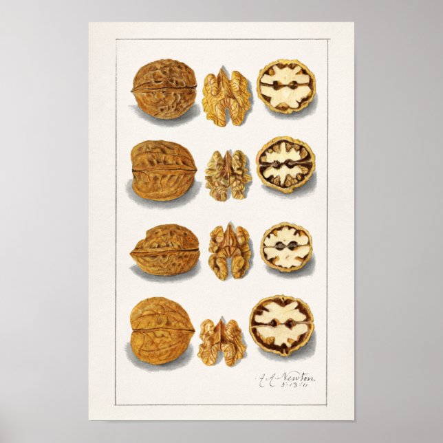 Walnüsse (Juglans) Fruchtfarben Poster (Vorne)
