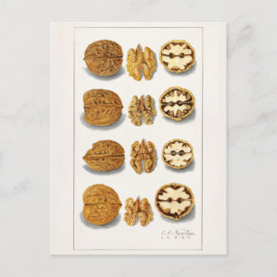 Walnüsse (Juglans) Fruchtfarben Postkarte