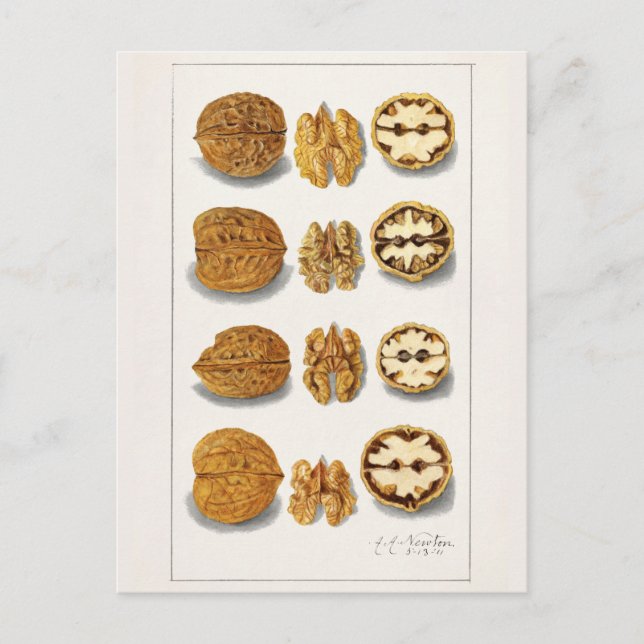 Walnüsse (Juglans) Fruchtfarben Postkarte (Vorderseite)