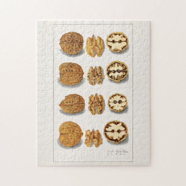 Walnüsse (Juglans) Fruchtfarben Puzzle (Vertikal)