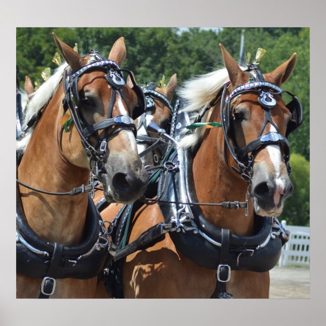 Walnut Hill Carriage Driving Horse Show Poster (Vorne)