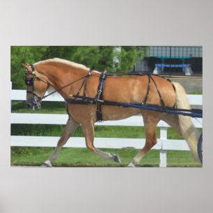 Walnut Hill Carriage Driving Horse Show Poster