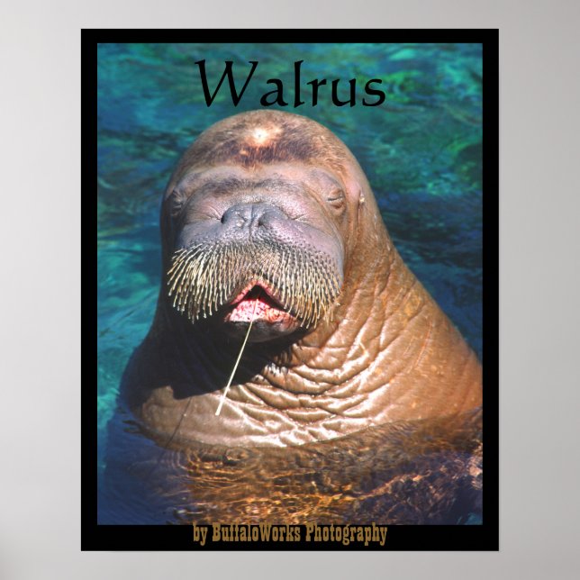 Walross Augen geschlossen Poster (Vorne)