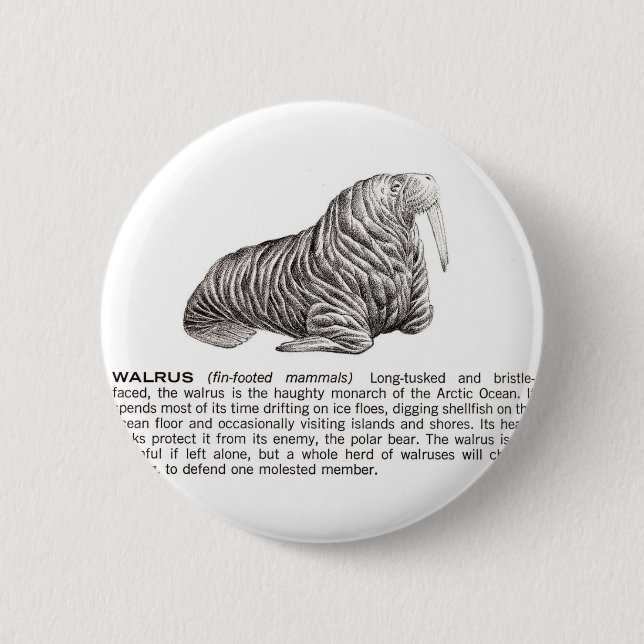 Walroß Button (Vorderseite)
