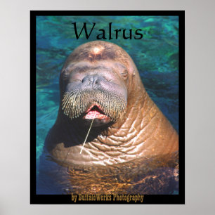 Walroß mustert geschlossenes Plakat