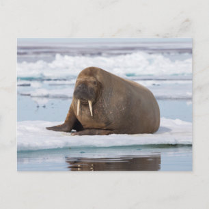 Walross ruht auf Eis, Norwegen Postkarte