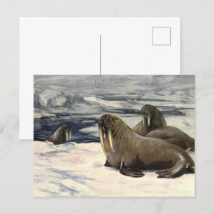 Walrosse im arktischen Schnee, Vintage Meereslebew Postkarte