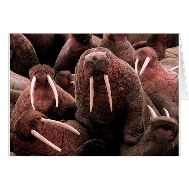 Walrus (Vorderseite (Horizontal))