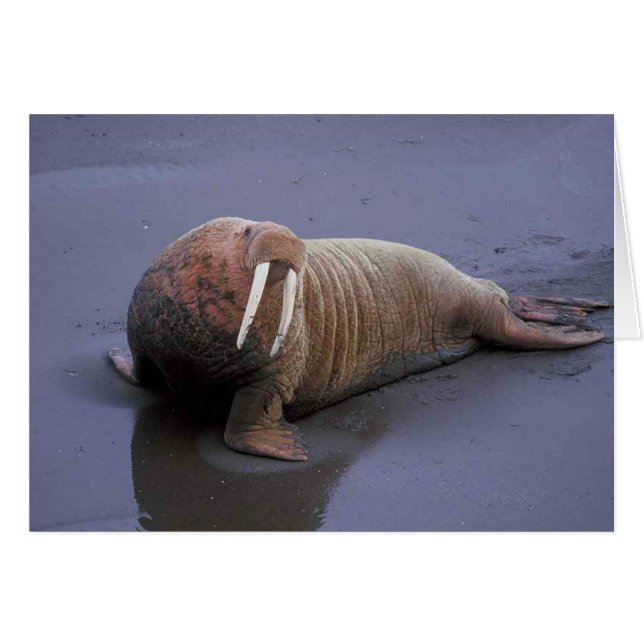 Walrus (Vorderseite (Horizontal))