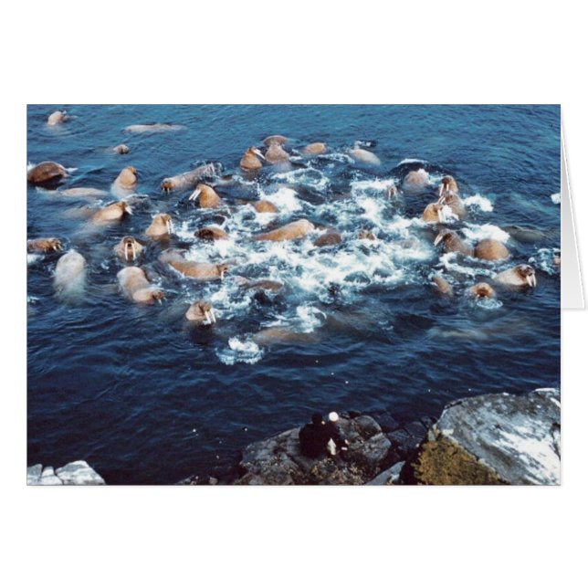 Walrus (Vorderseite (Horizontal))