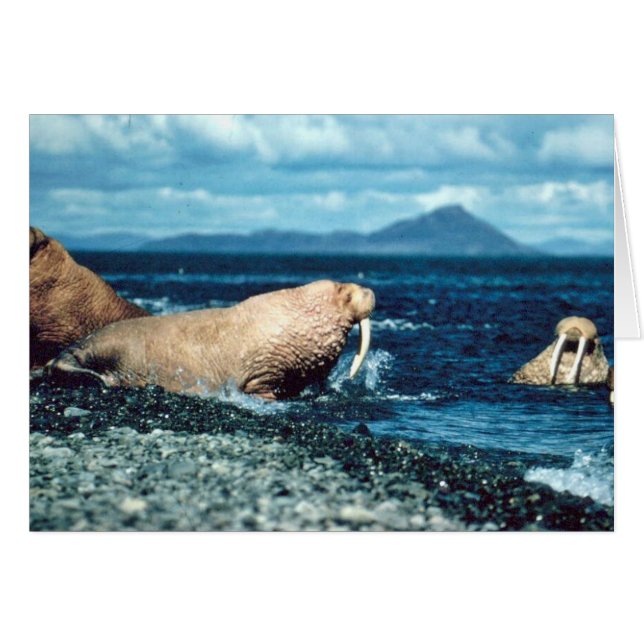 Walrus (Vorderseite (Horizontal))