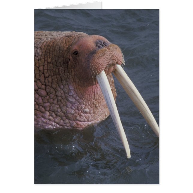 Walrus (Vorne)