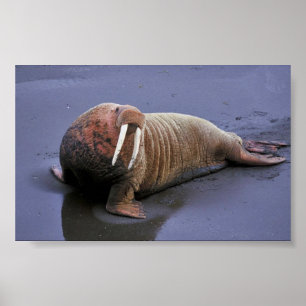 Walrus at Togiak National Wildlife Refuge Poster