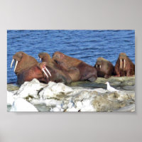 Walrus auf Beringsee-Eis
