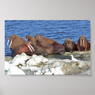 Walrus auf Beringsee-Eis Poster