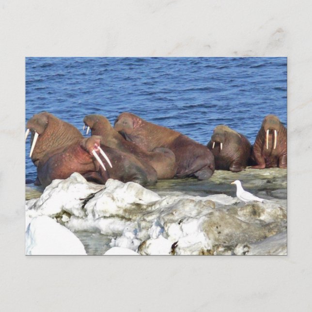 Walrus auf Beringsee-Eis Postkarte (Vorderseite)