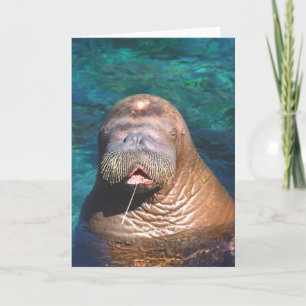 Walrus Eyes Closed Note Card Karte