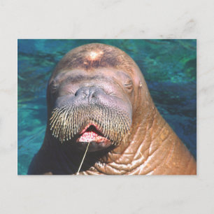 Walrus Eyes Closed Postcard Postkarte