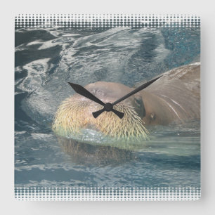 Walrus Face Quadratische Wanduhr
