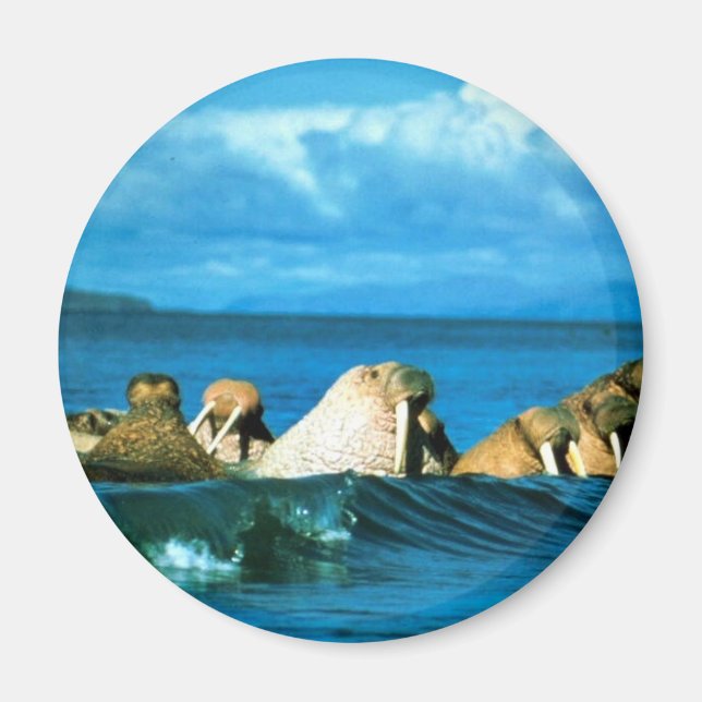 Walrus Magnet (Vorne)