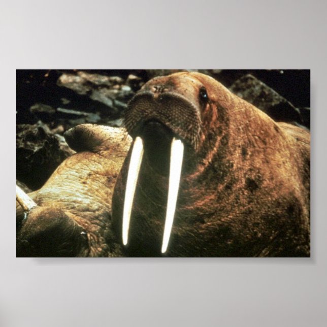 Walrus Male Poster (Vorne)