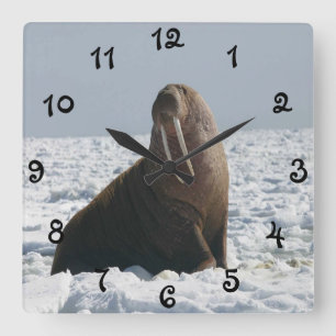 Walrus On Ice Quadratische Wanduhr