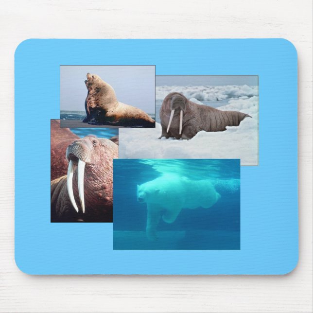 Walrus, Polar Bear, Sea Lion Bull Mousepad (Vorne)