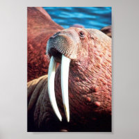 Walrus